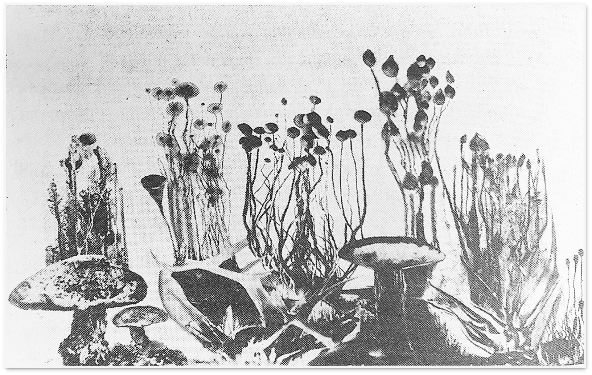 Figure 2, production osmotique créée en incorporant des sels métalliques et des silicates alcalins à de l’eau fortement saline, Stéphane Leduc obtenait spontanément des dessins qui font penser à des champignons.
